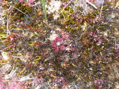 Drosera pygmaea