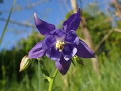 Aquilegia vulgaris