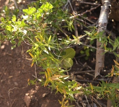 Asparagus volubilis