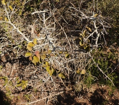Gymnosporia buxifolia