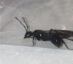 Polyrhachis lamellidens