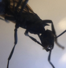 Polyrhachis lamellidens