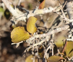 Gymnosporia buxifolia