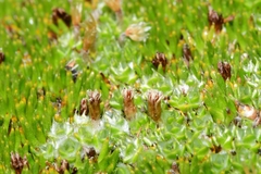 Pterygopappus lawrencei