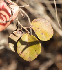 Gymnosporia buxifolia