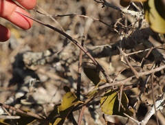 Gymnosporia buxifolia