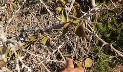 Gymnosporia buxifolia