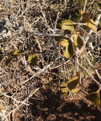 Gymnosporia buxifolia