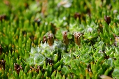 Pterygopappus lawrencei