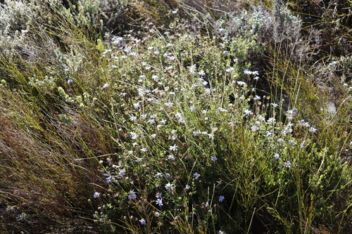 Image of Felicia aethiopica by (c) Tony Rebelo, some rights reserved (CC BY-SA)