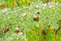 Pterygopappus lawrencei