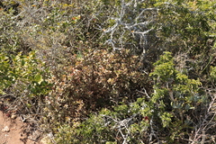 Crassula rubricaulis
