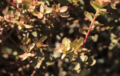 Crassula rubricaulis
