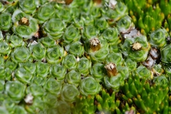 Pterygopappus lawrencei