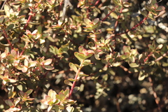 Crassula rubricaulis