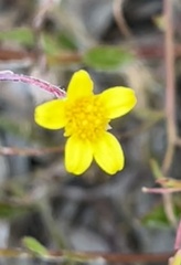 Osteospermum ciliatum
