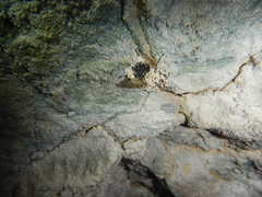 Entomophthoraceae