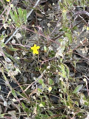 Osteospermum ciliatum