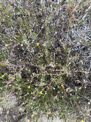 Osteospermum ciliatum