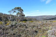 Pterygopappus lawrencei