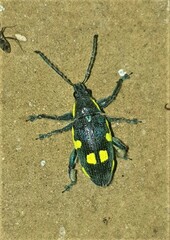 Polyclaeis longicornis