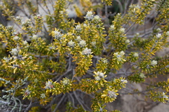 Phylica nitida