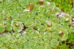 Pterygopappus lawrencei