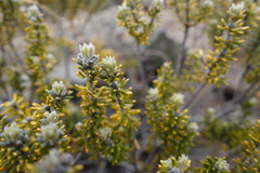 Phylica nitida