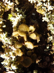 Melanohalea exasperata