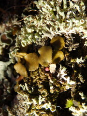 Melanohalea exasperata