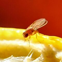 Drosophila immigrans