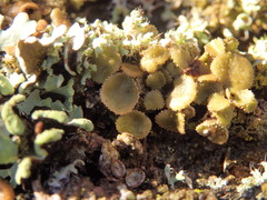 Melanohalea exasperata