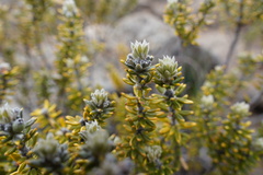 Phylica nitida
