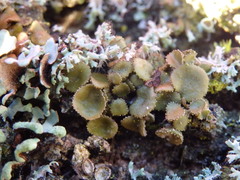 Melanohalea exasperata