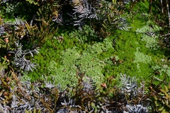 Pterygopappus lawrencei