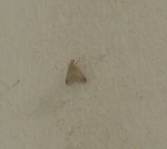 Pyralidae