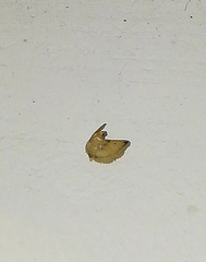 Pyralidae