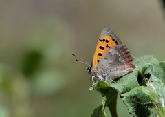 Lycaena phlaeas phlaeoides