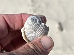 Semicassis granulata