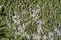 Pterygopappus lawrencei