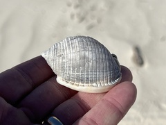 Semicassis granulata