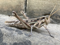 Cyrtacanthacris tatarica