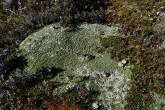 Pterygopappus lawrencei