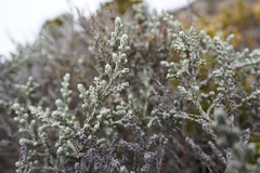 Seriphium passerinoides