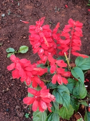 Salvia splendens