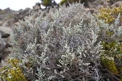 Seriphium passerinoides