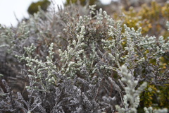 Seriphium passerinoides