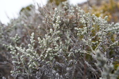 Seriphium passerinoides