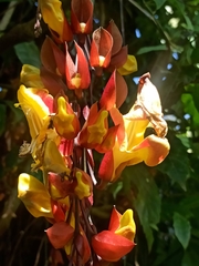 Thunbergia mysorensis