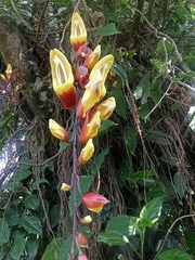 Thunbergia mysorensis